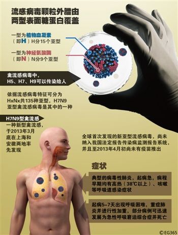 H7N9禽流感病毒癥狀 H7N9禽流感病毒癥狀