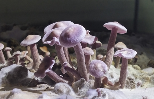 圖片關(guān)鍵詞 http://www.mushroommarket.net/file/upload/201912/10/10-02-07-59-283825.png